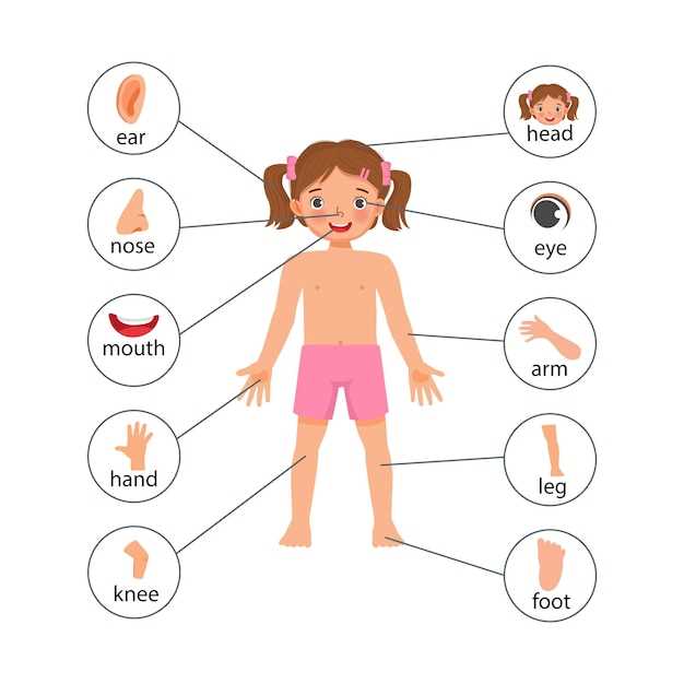 foot diagram body parts