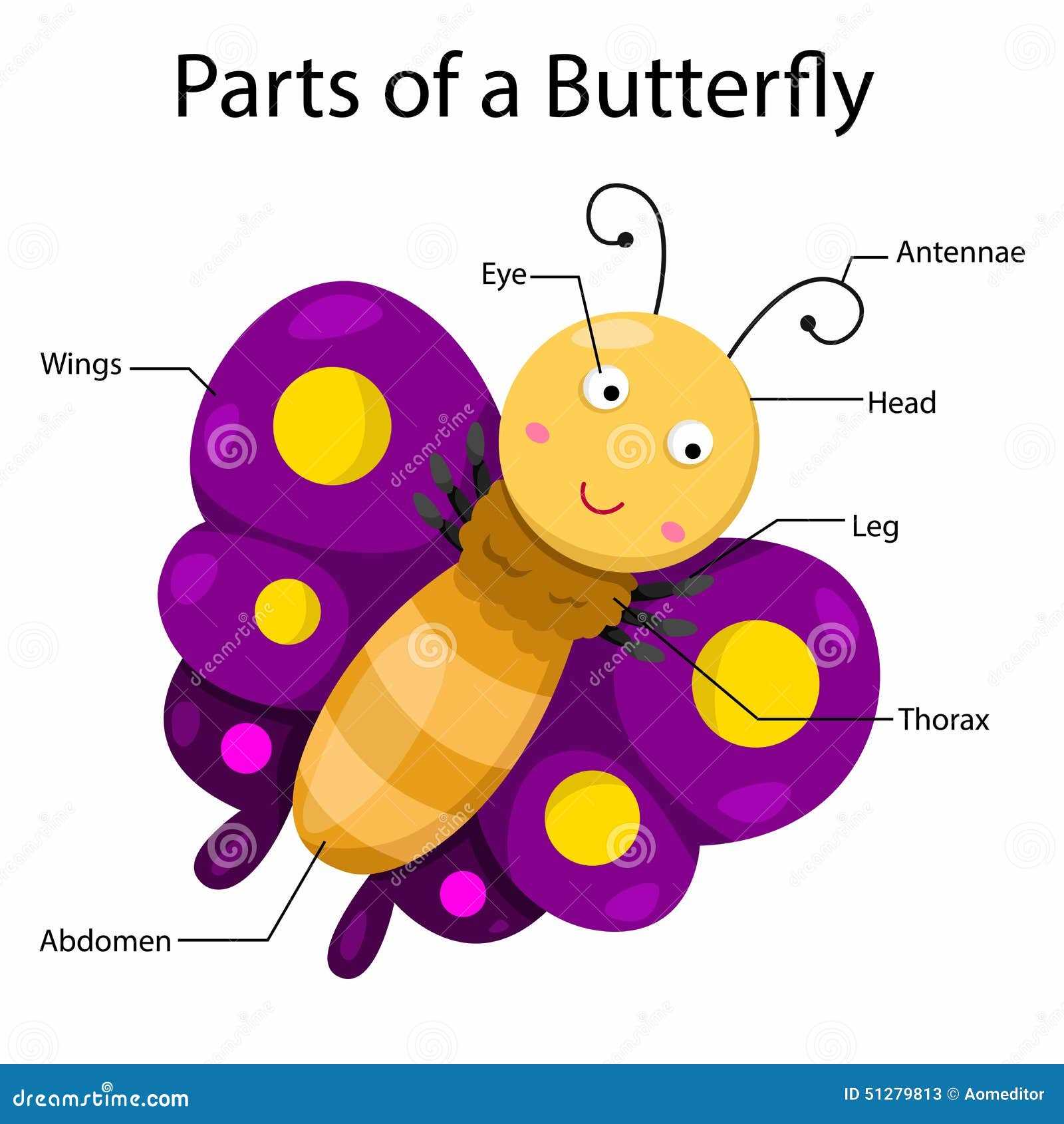 insect body parts diagram for kindergarten