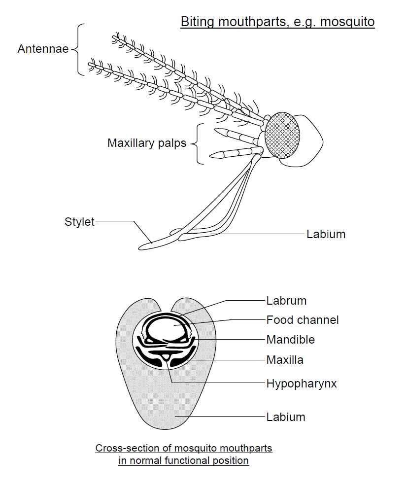 insect mouth parts diagram