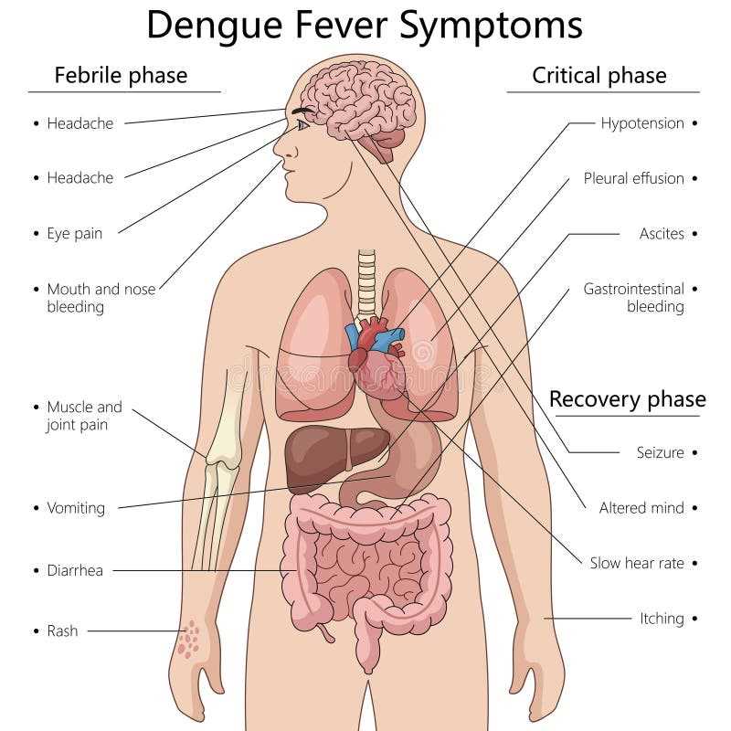 internal body parts diagram