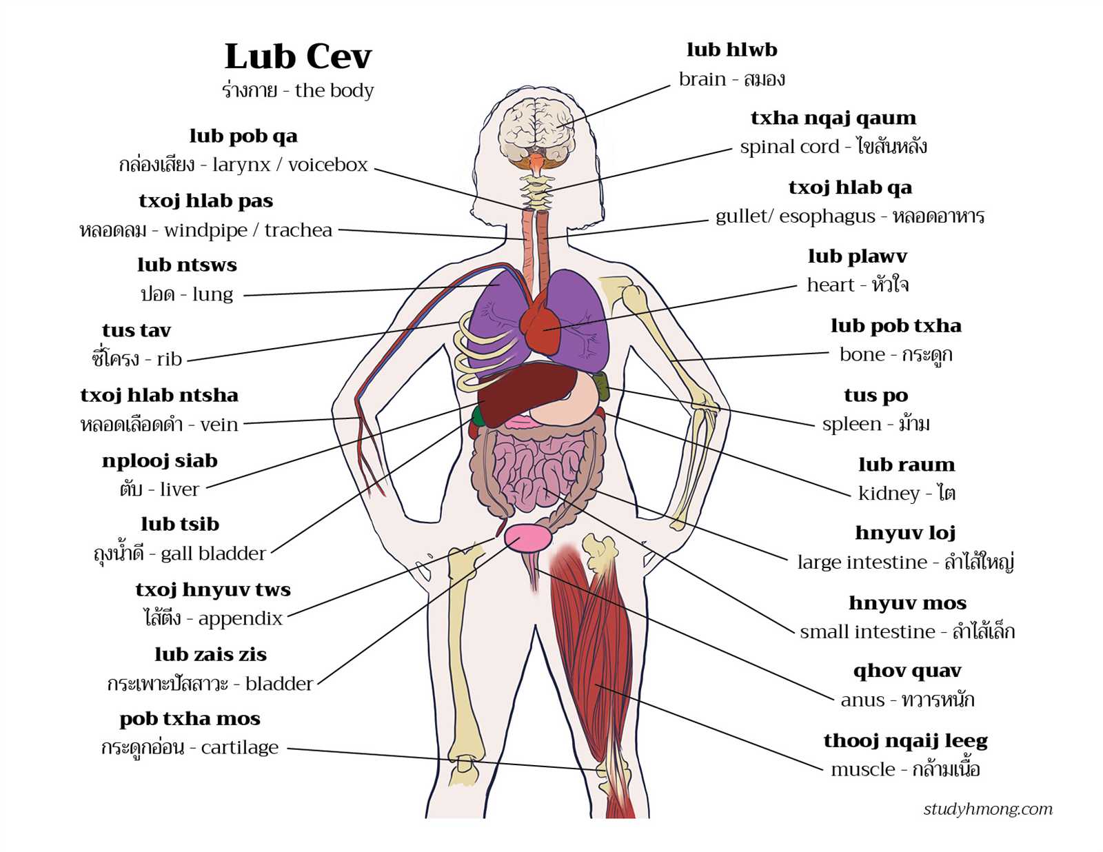 internal body parts diagram