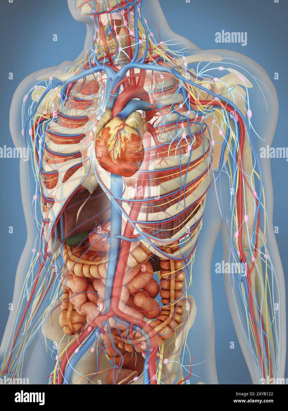 internal body parts diagram