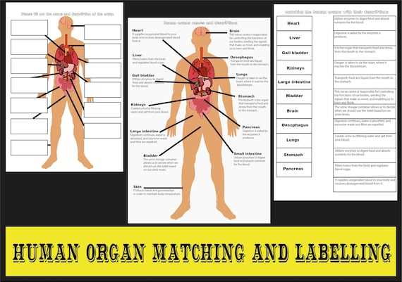 inner body parts diagram