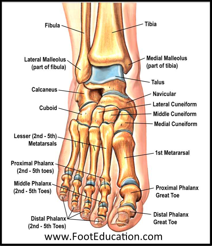 parts of a bone diagram