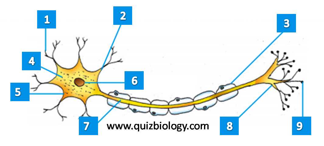 neuron parts diagram