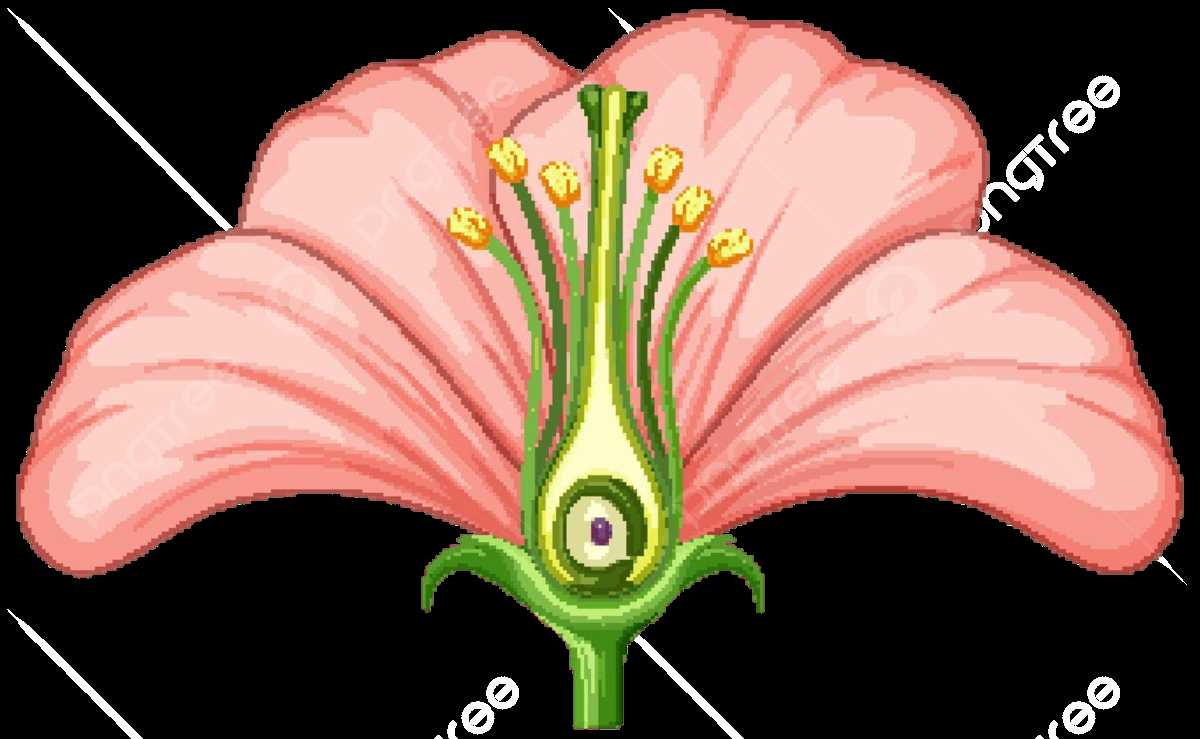 diagram of the flower parts