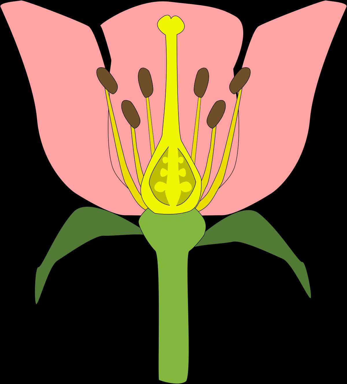 flower reproductive parts diagram