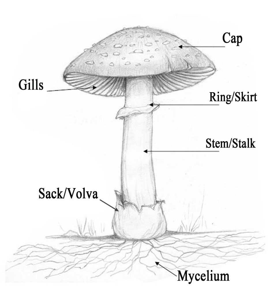 parts of a mushroom diagram