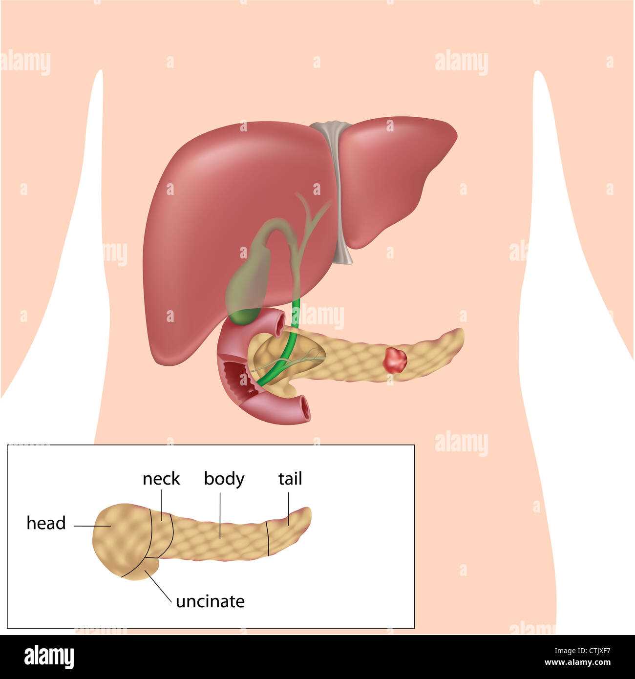 pancreas diagram with parts