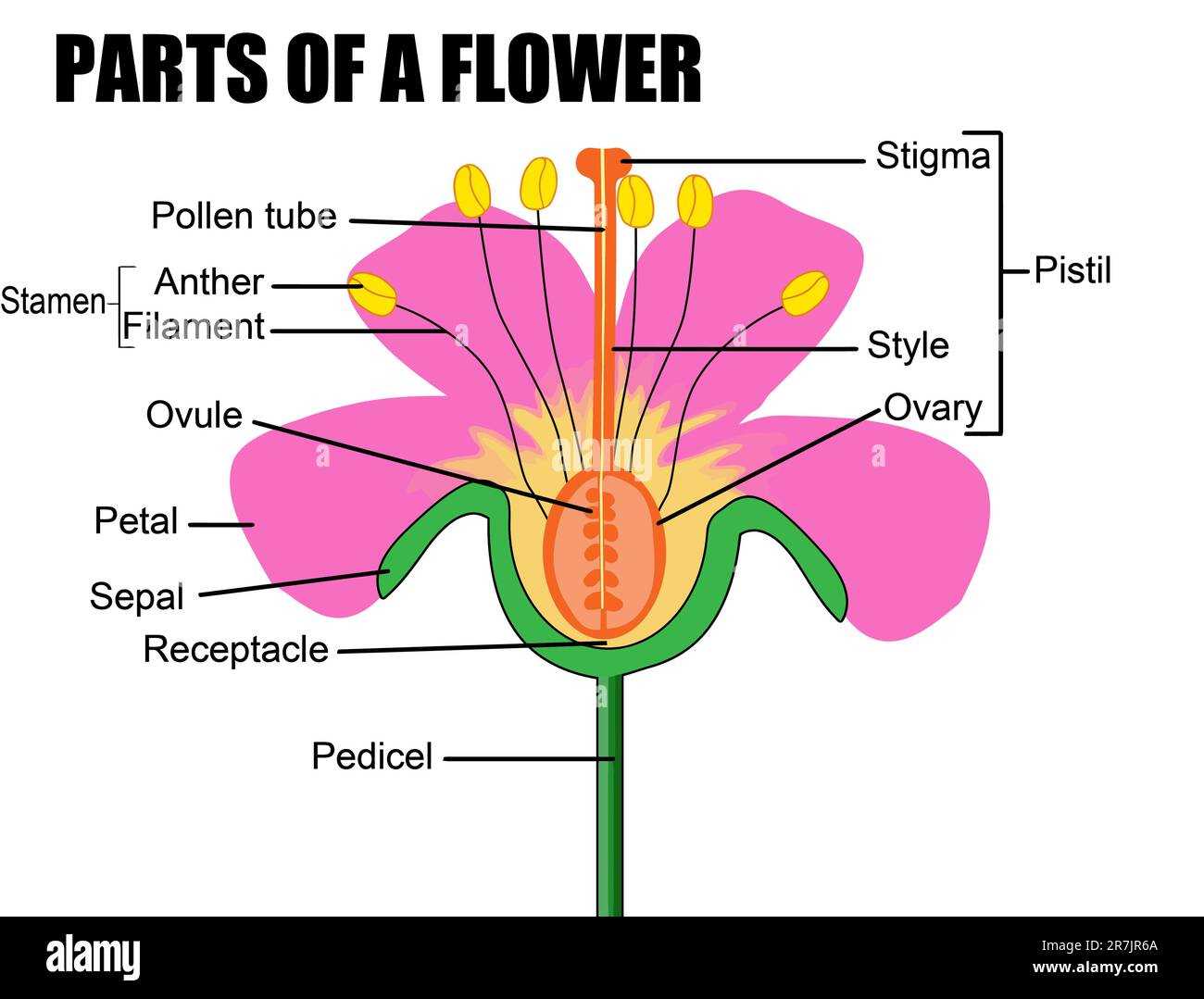 diagram of flower parts