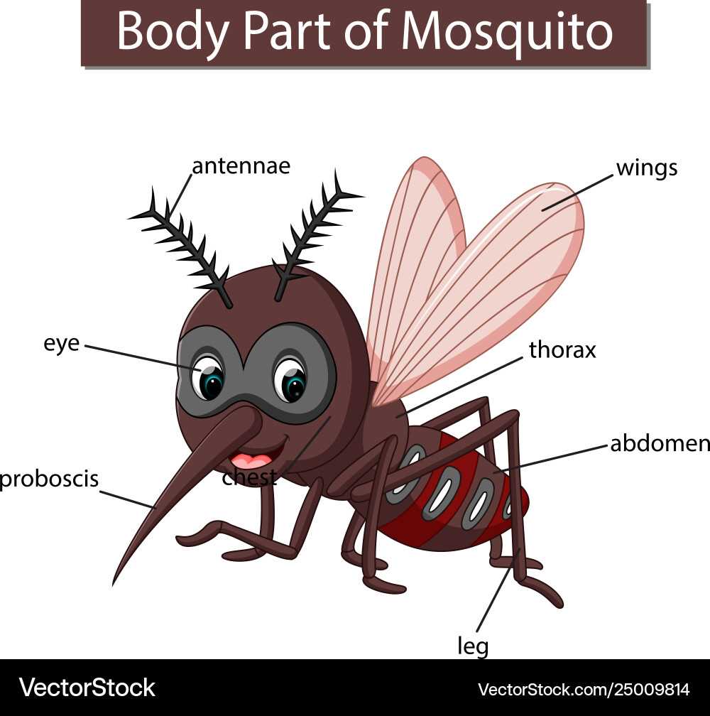 mosquito diagram body parts