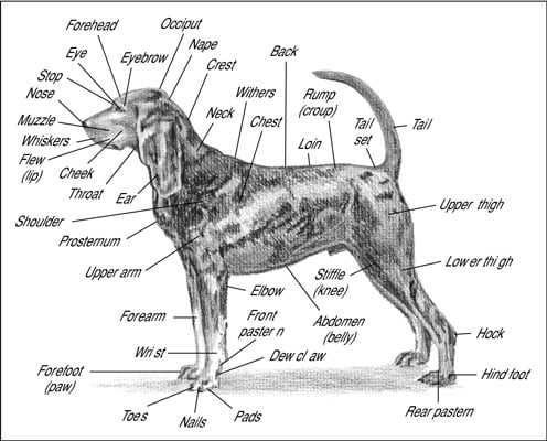 dog paw parts diagram