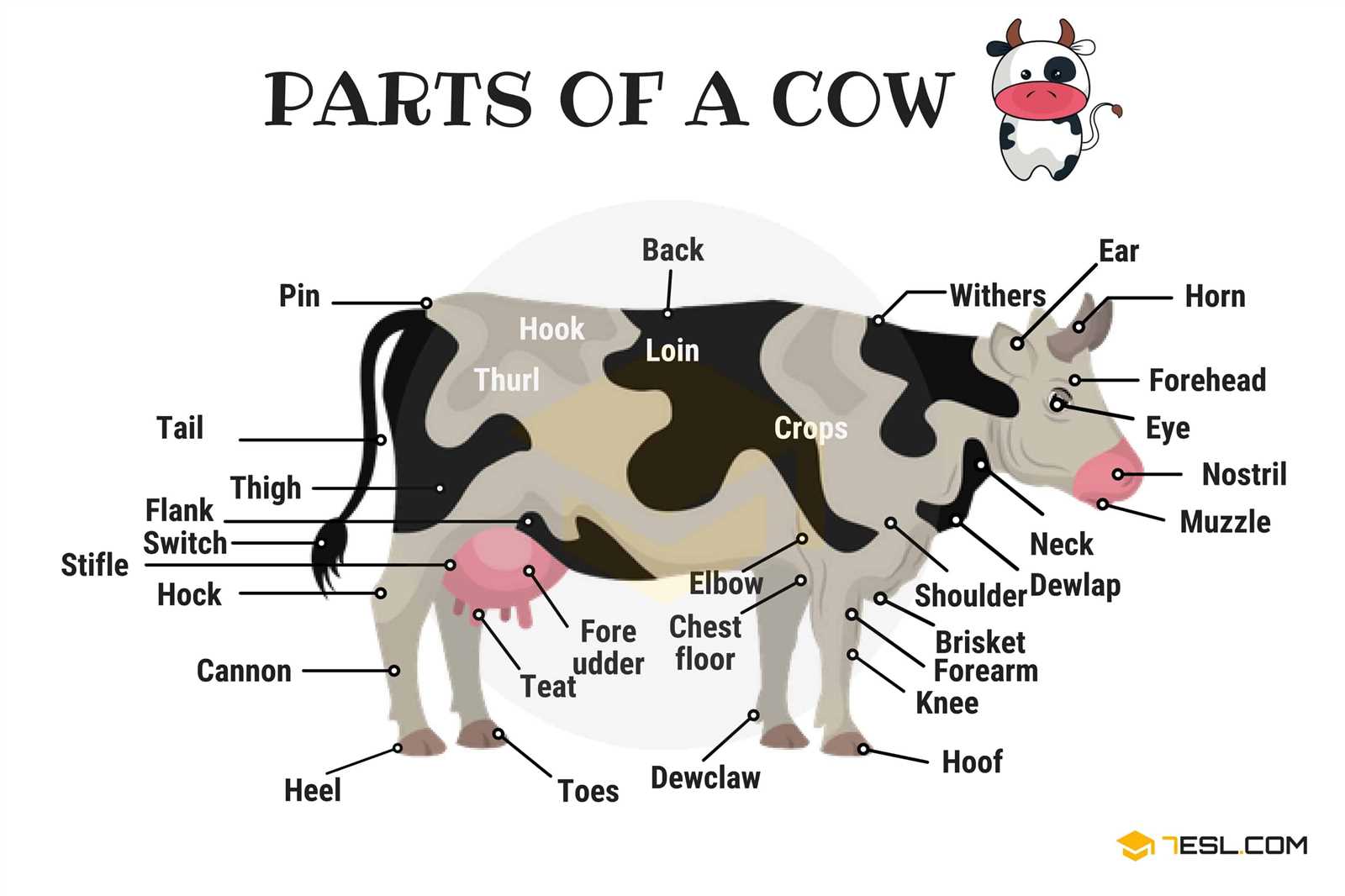 female cat body parts diagram