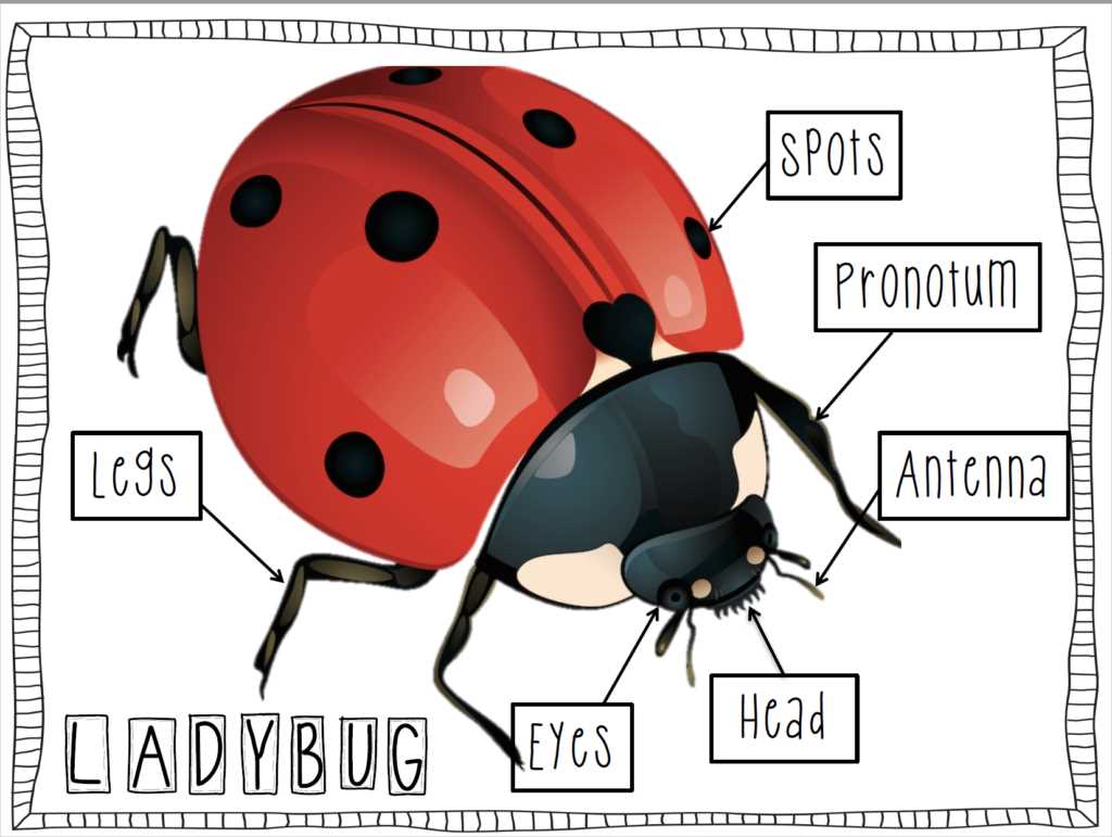 ladybug diagram body parts