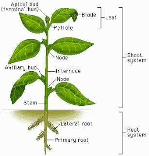 celery parts diagram