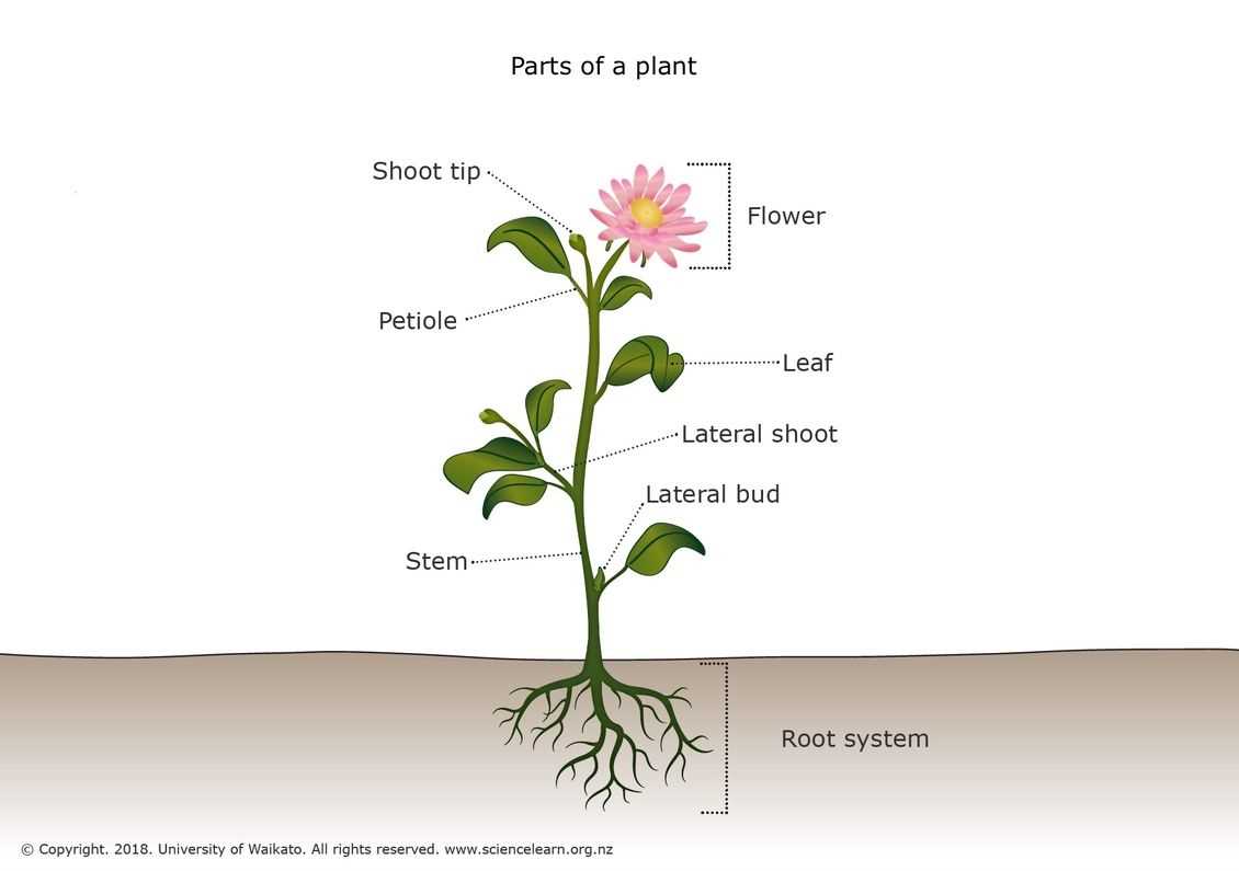 diagram parts of a plant