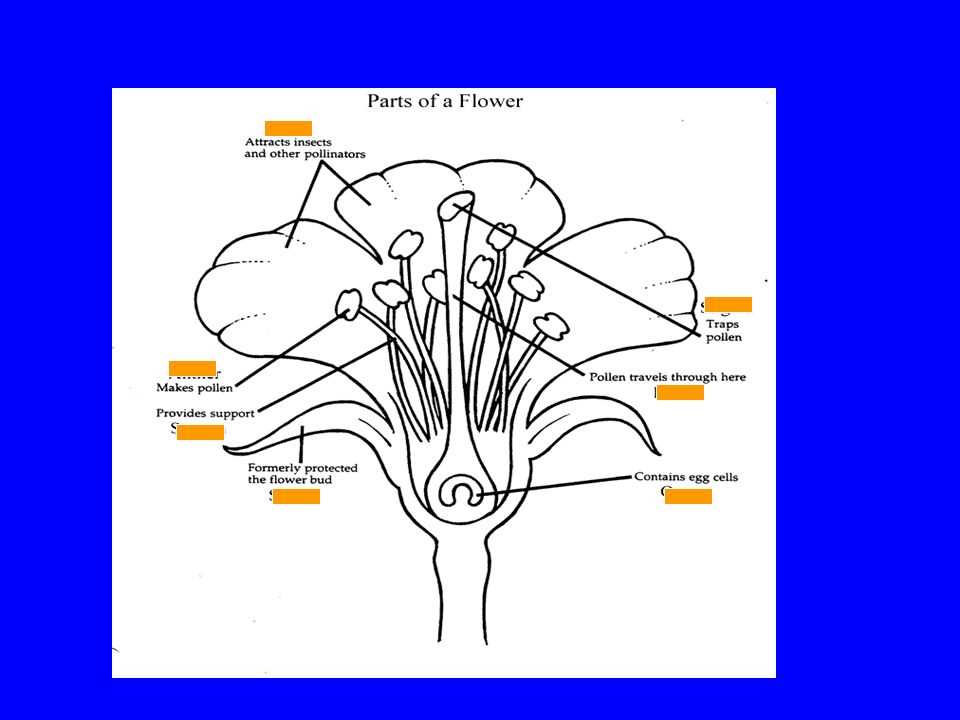 flower parts diagram unlabeled