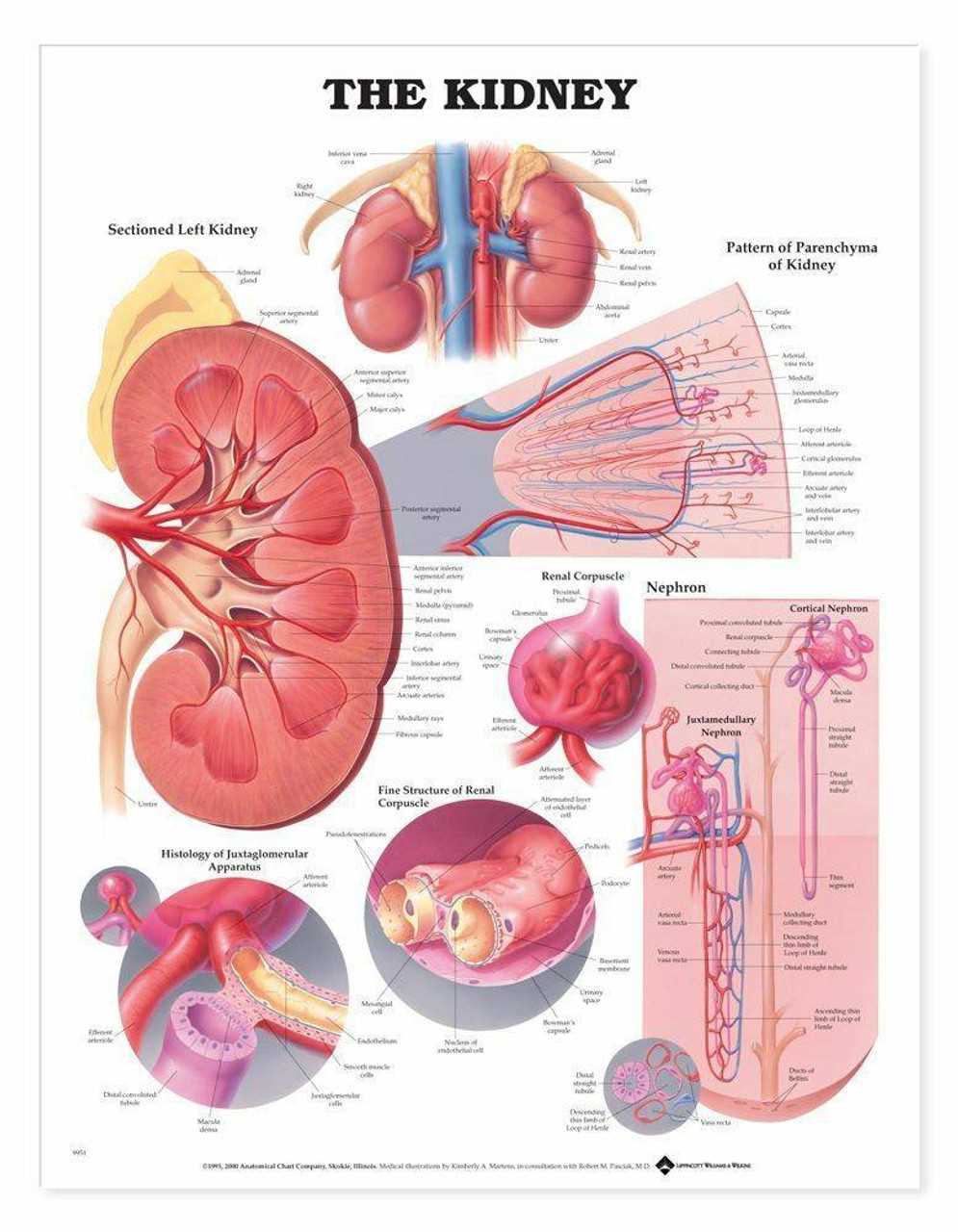 kidney diagram with parts