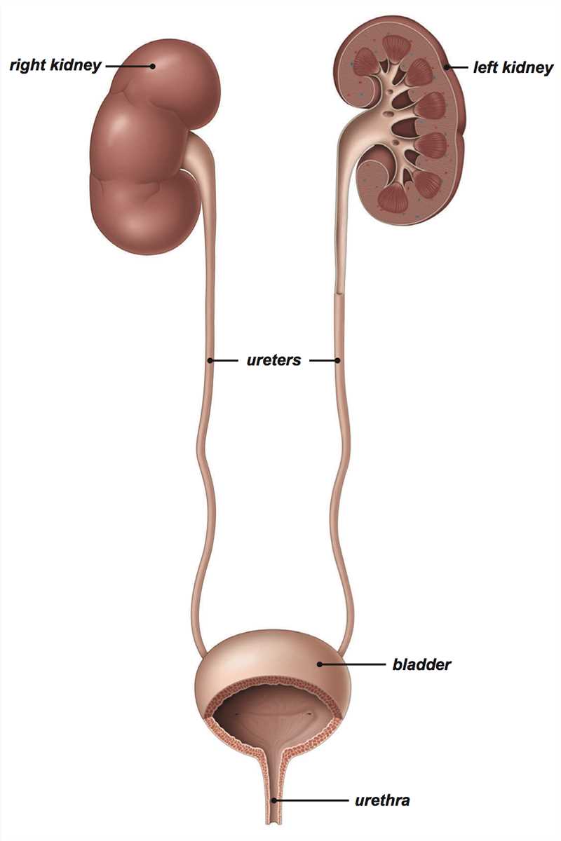 kidney diagram with parts