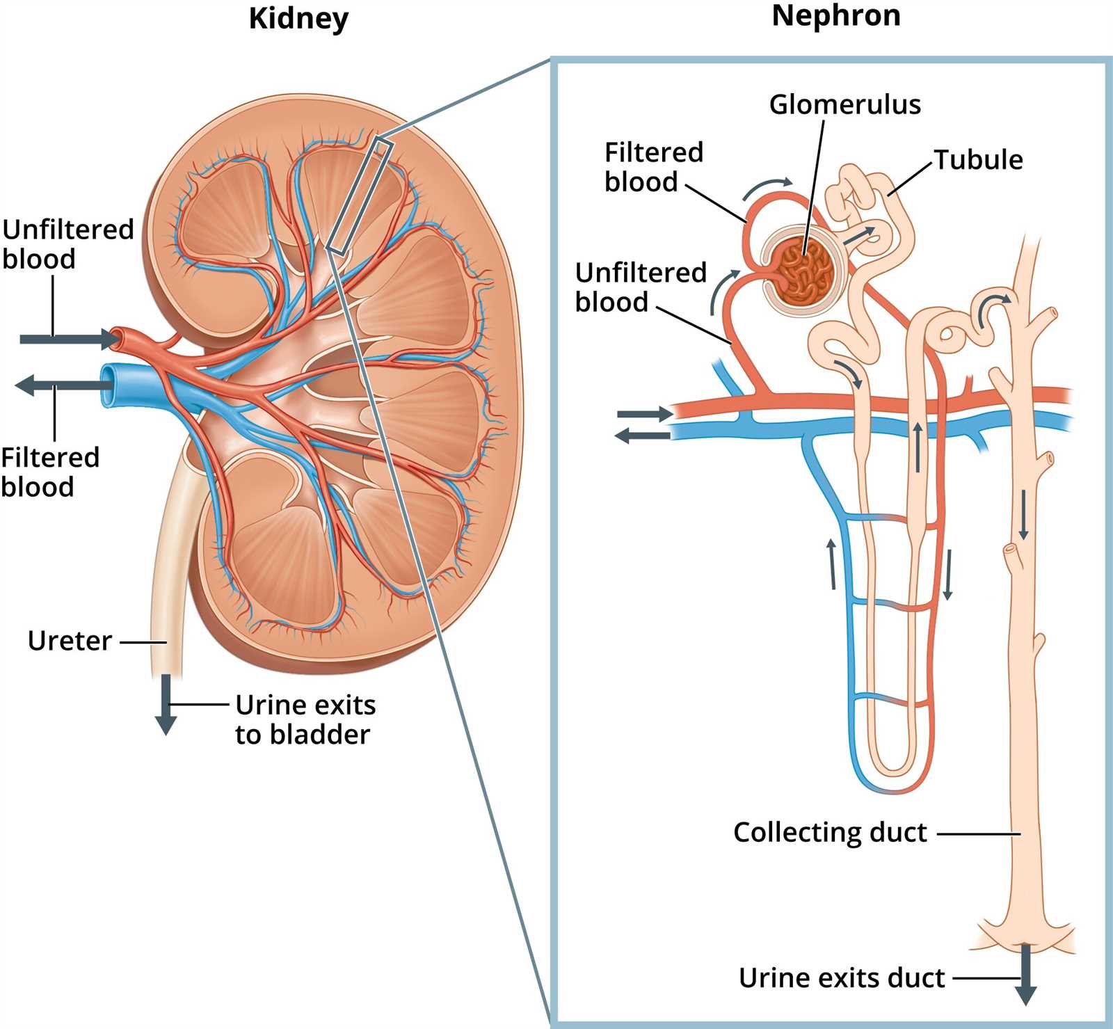 kidney diagram with parts