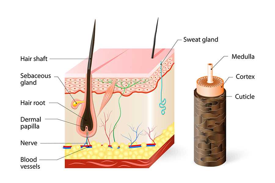 hair parts diagram