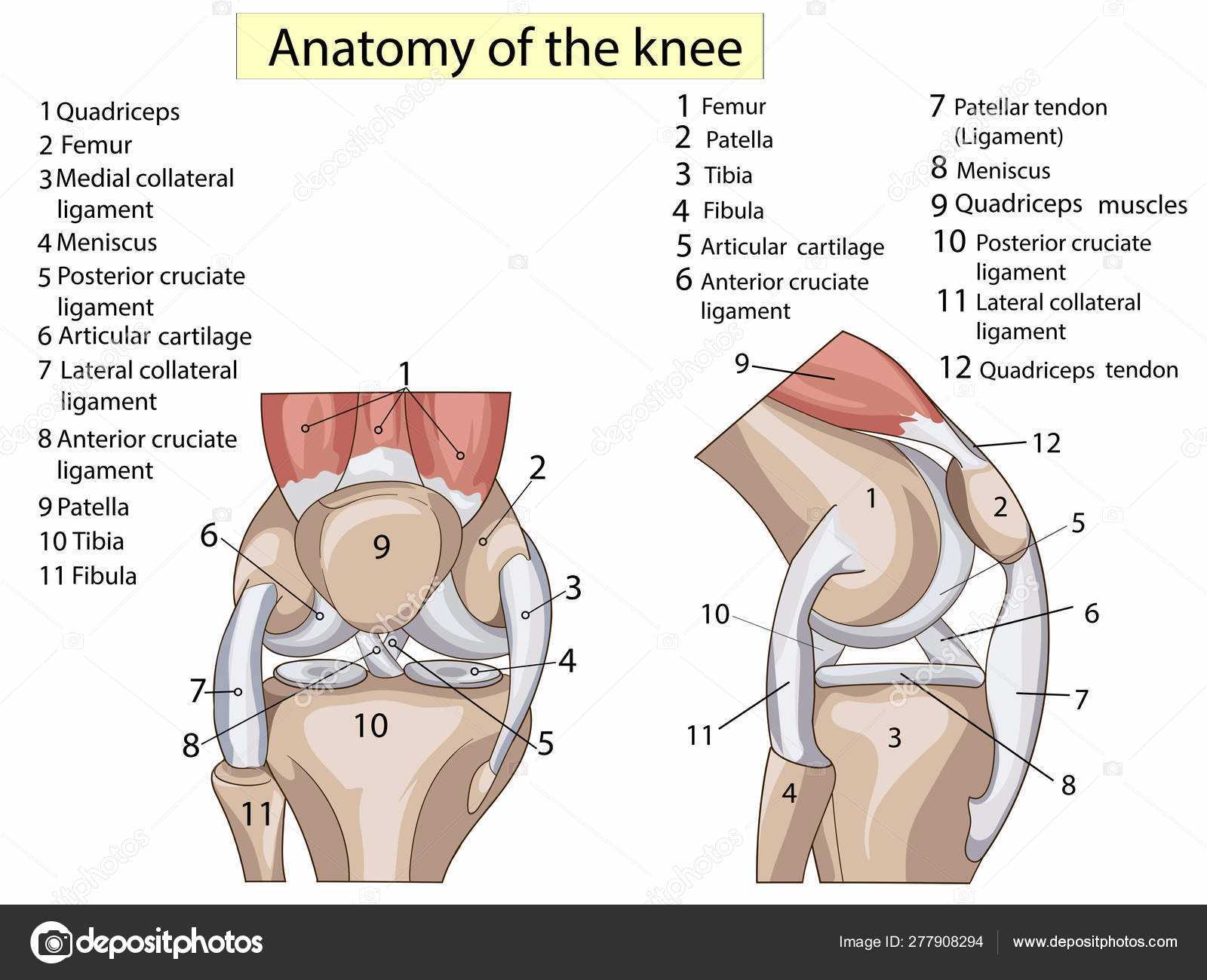 knee parts diagram