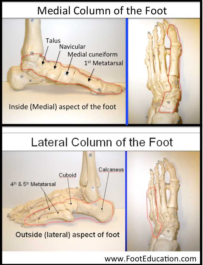 foot parts diagram with names