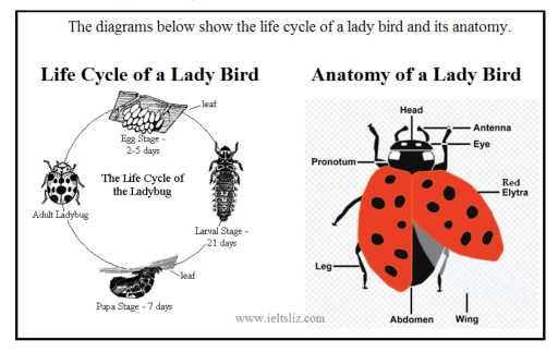 ladybug diagram body parts