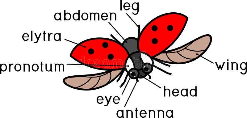 ladybug diagram body parts