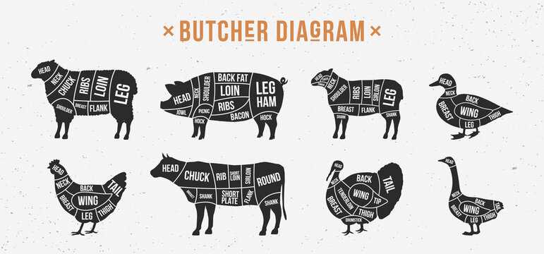 lamb parts diagram