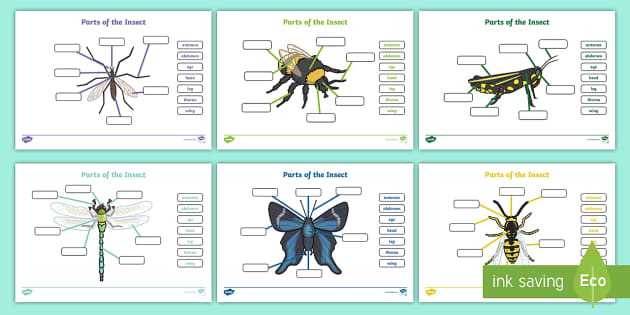 insect body parts diagram for kindergarten