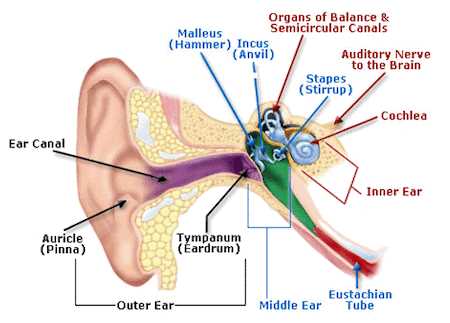 diagram parts ear