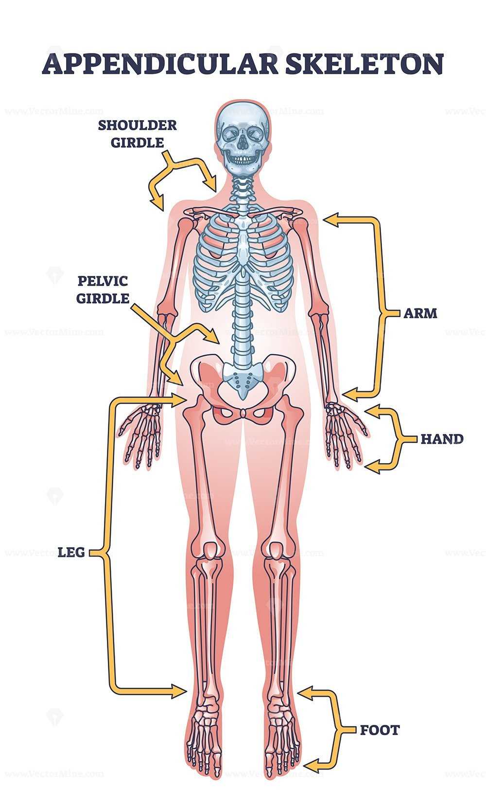 leg parts diagram