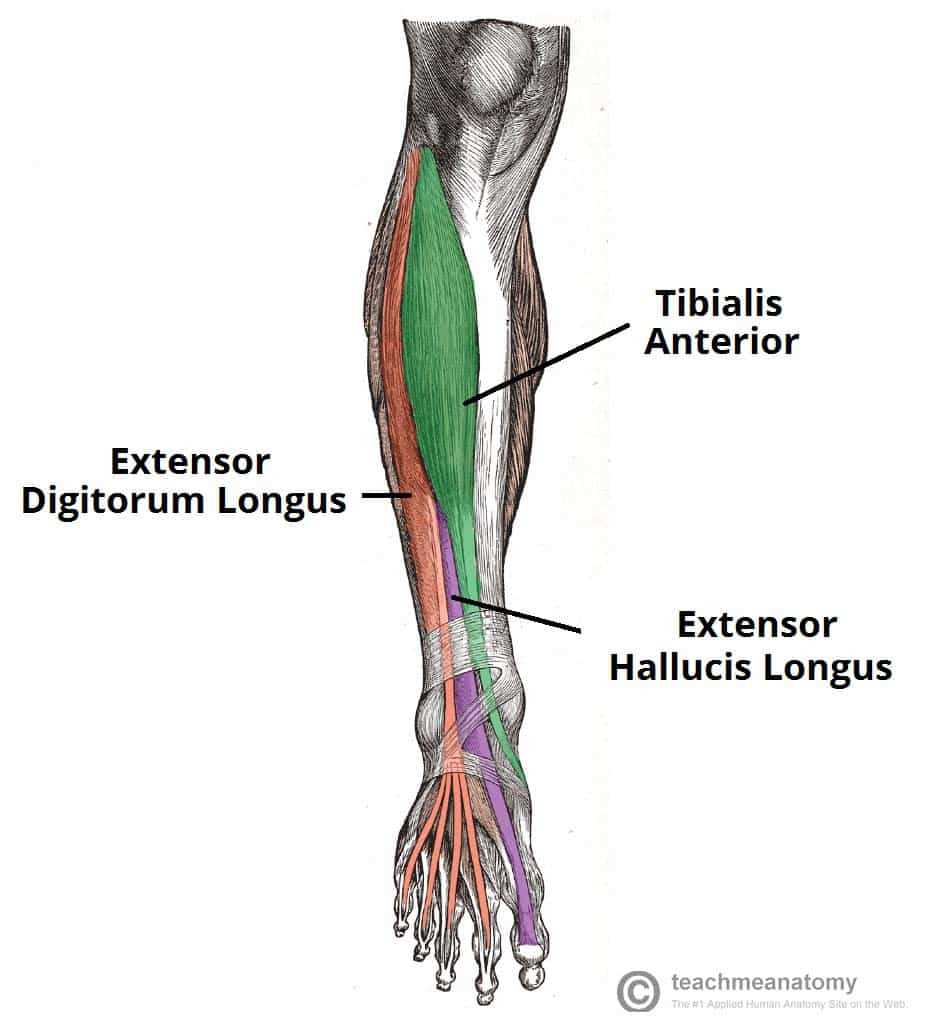 leg parts diagram