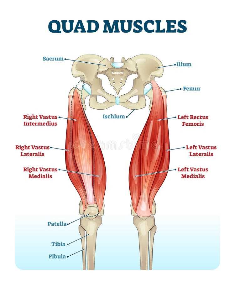 leg parts diagram