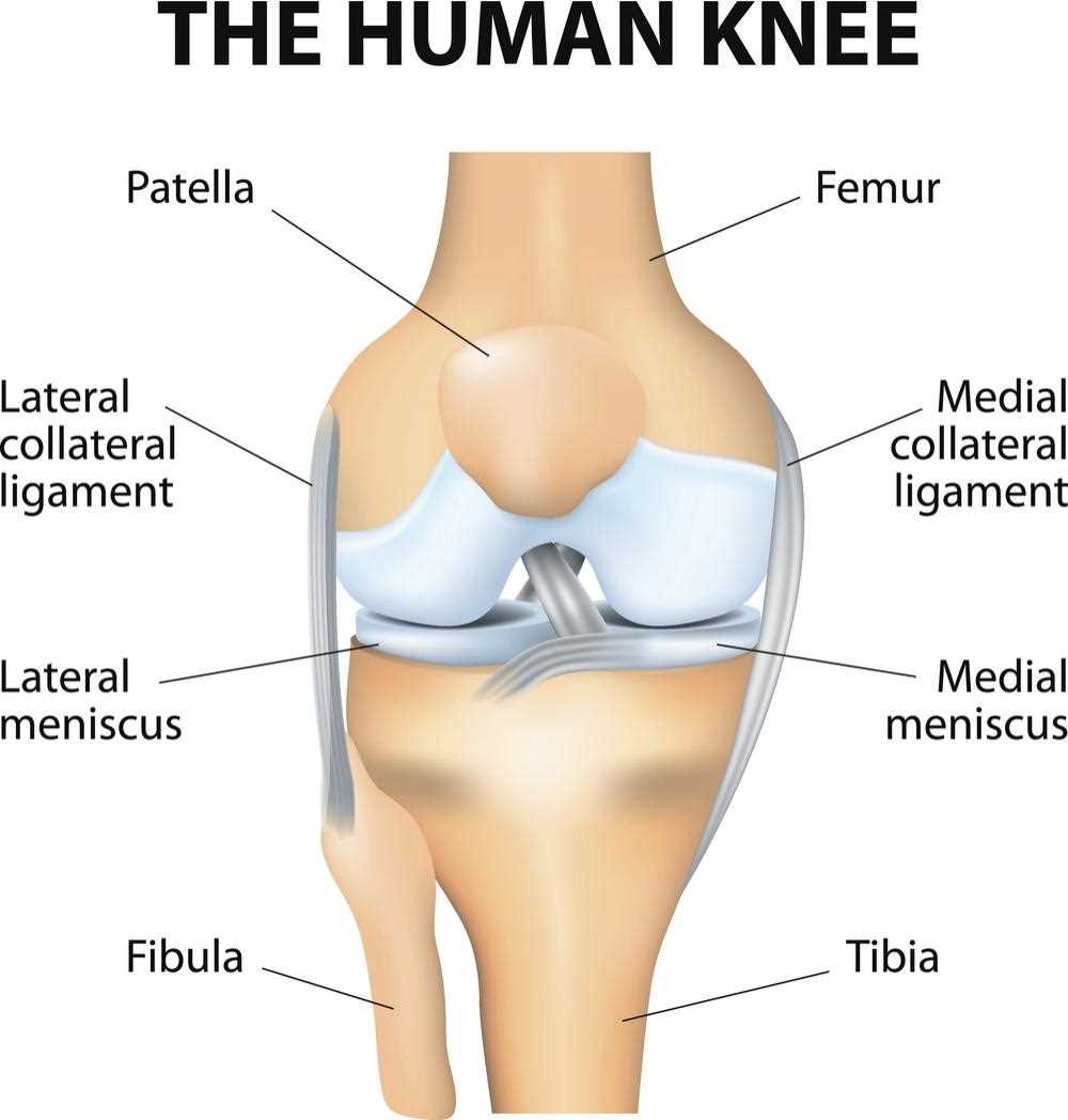 leg parts diagram