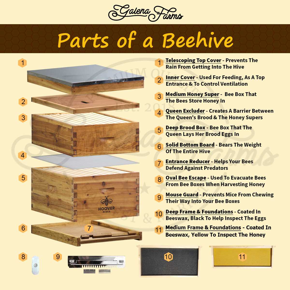 parts of a bee diagram