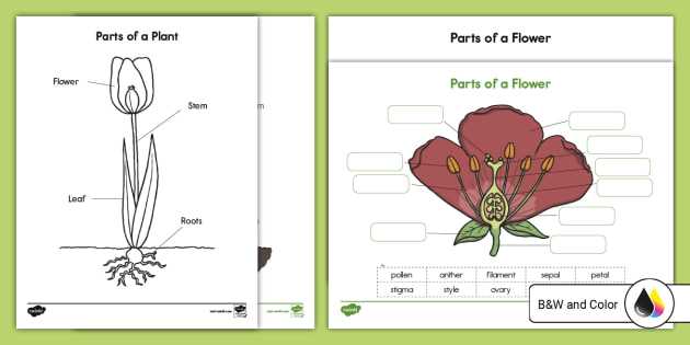 flower parts diagram