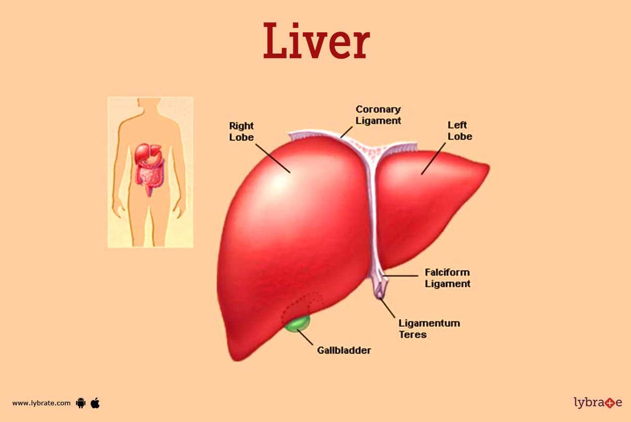 liver diagram with parts