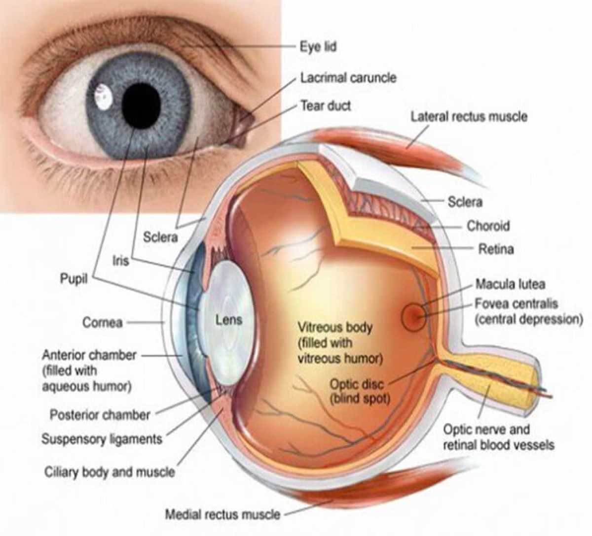 diagram of the parts of the eye