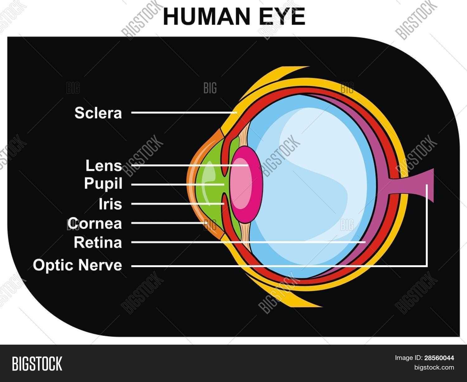 human eye parts diagram