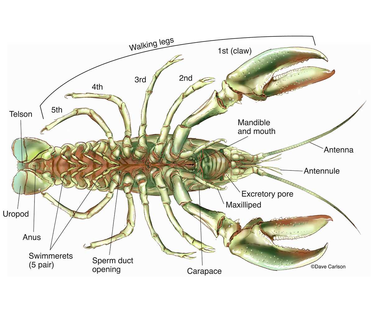 lobster body parts diagram