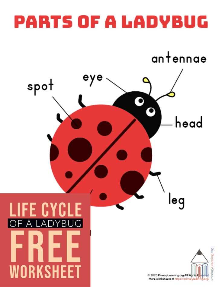 ladybug diagram body parts