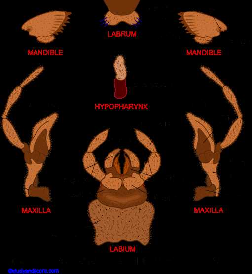 grasshopper mouth parts diagram