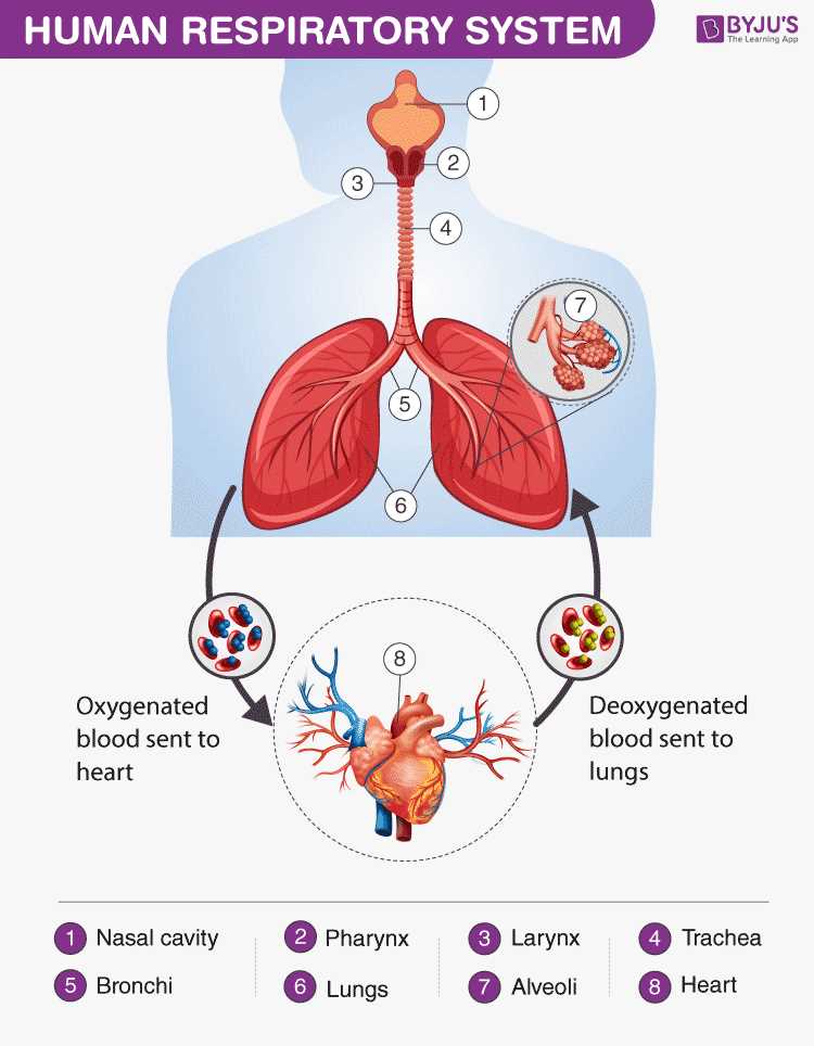 lung parts diagram