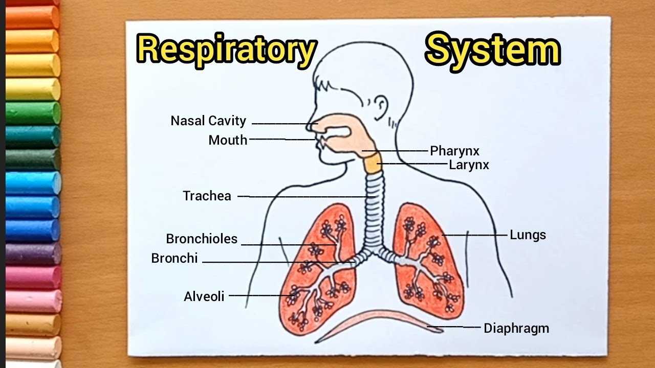 lung parts diagram