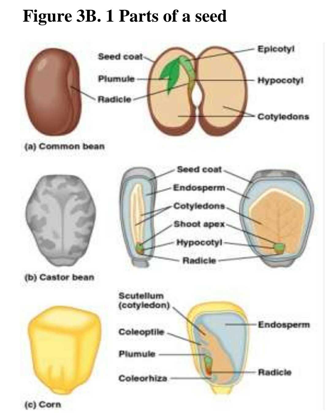 diagram parts of a seed