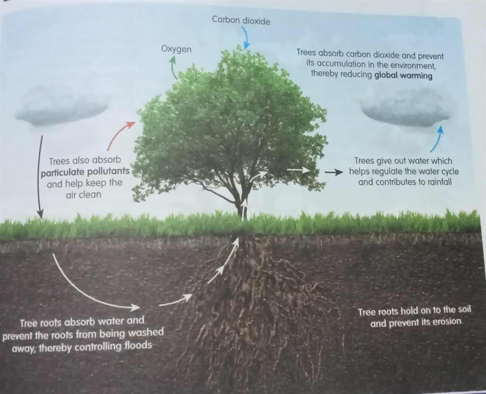 diagram of a tree and its parts