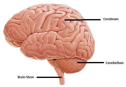 main parts of the brain diagram