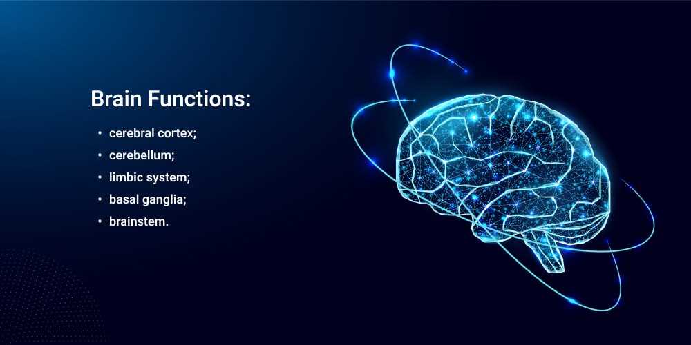 main parts of the brain diagram